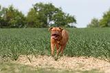 DOGUE DE BORDEAUX 024